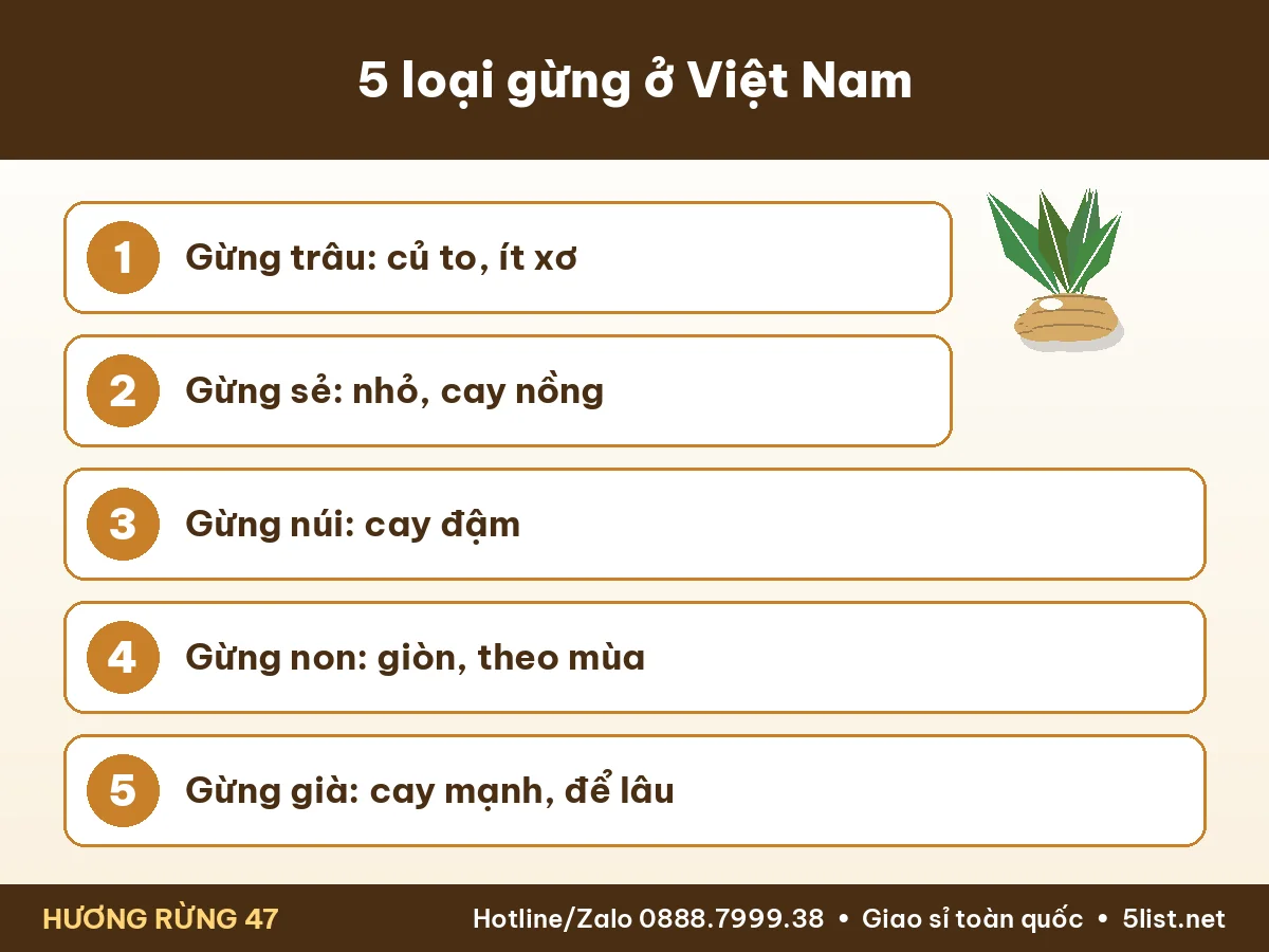 Infographic 5 loại gừng gừng trâu gừng sẻ