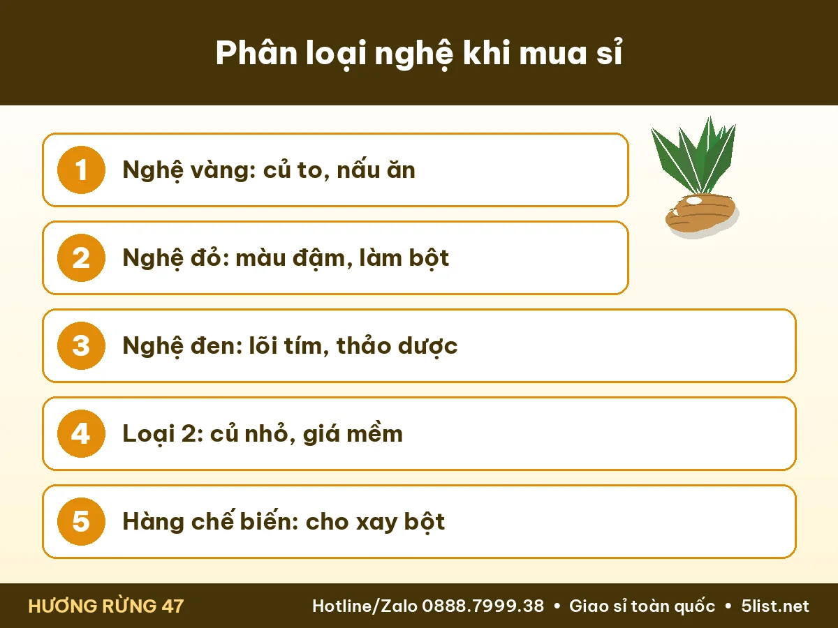 Infographic phân loại nghệ khi mua sỉ củ nghệ